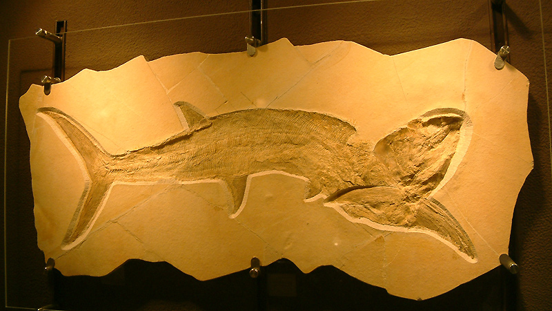 Urzeitfisch im Bürgermeister-Müller-Museum Solnhofen