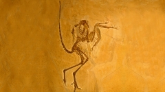 Archaeopteryx im Bürgermeister-Müller-Museum Solnhofen