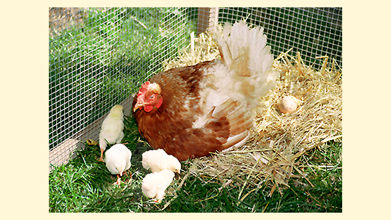 Ferienhaus Hofmann - Eier von den eigenen Hühnern
