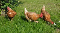 Ferienhaus Hofmann - Eier von den eigenen Hühnern