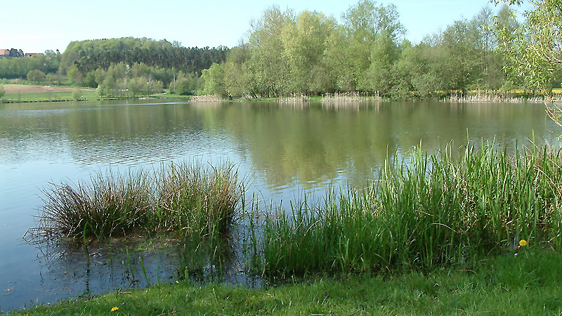 Naturschutzgebiet am Igelsbachsee